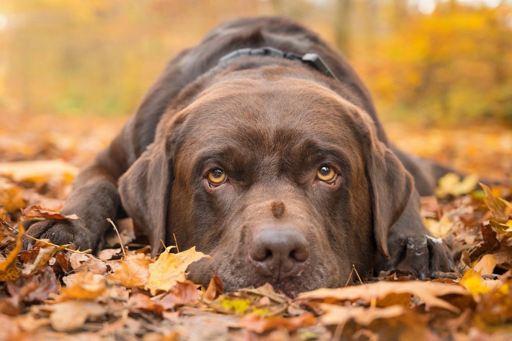 @weatherchannel: Looking for your #DogWalkingForecast?Reply HERE with a pic of your dog and tell us your city. Then, watch our air Saturday morning to see your pup and weather on TV!