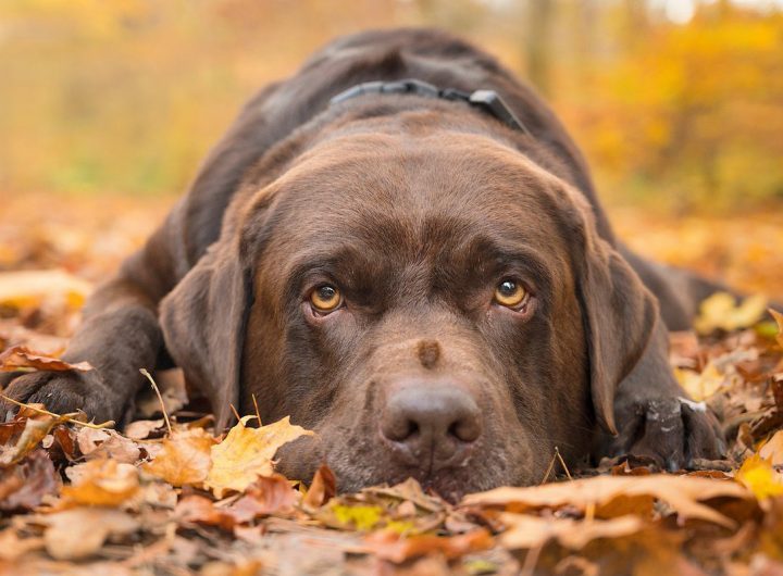 @weatherchannel: Looking for your #DogWalkingForecast?Reply HERE with a pic of your dog and tell us your city. Then, watch our air Saturday morning to see your pup and weather on TV!