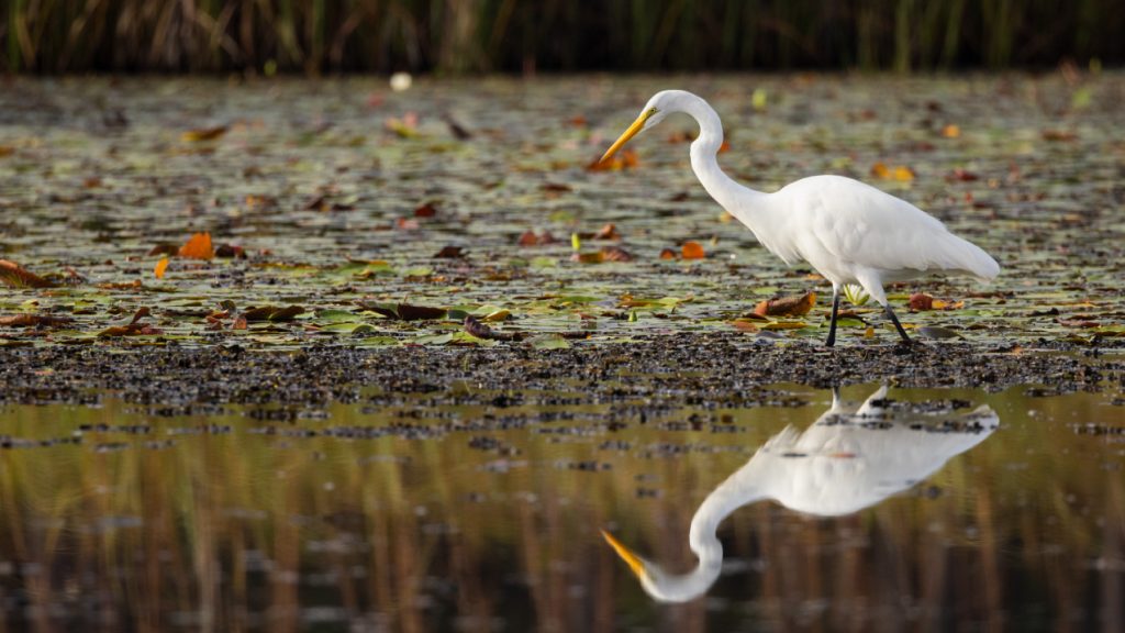 NOAA and NFWF to award 6 million in coastal resilience grants