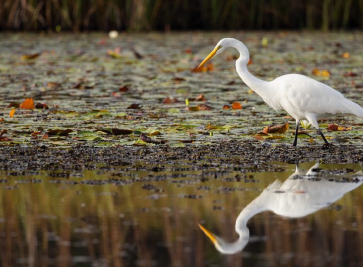 NOAA and NFWF to award 6 million in coastal resilience grants