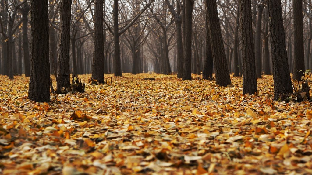 Storm Arwen: Interactive map shows scale of forest devastation – The Press & Journal