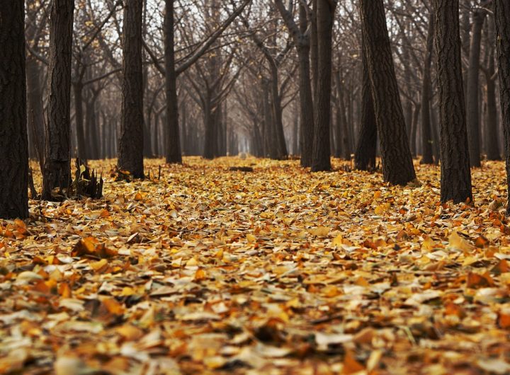 Storm Arwen: Interactive map shows scale of forest devastation – The Press & Journal