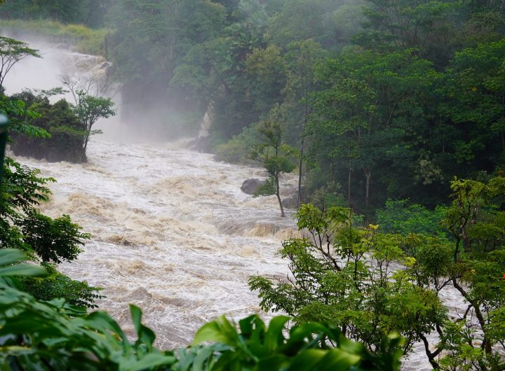 Cows drown, crops lost in Manzanilla flooding – Trinidad Guardian