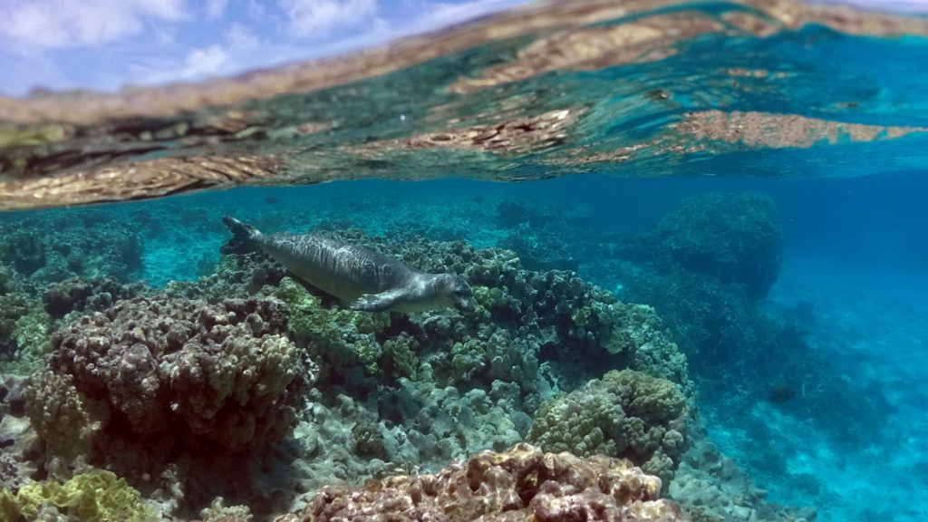 NOAA celebrates Corals Week 2022