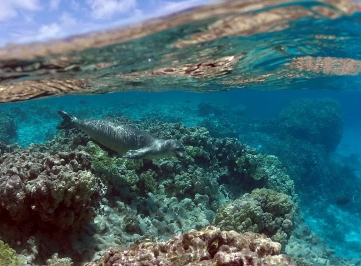 NOAA celebrates Corals Week 2022