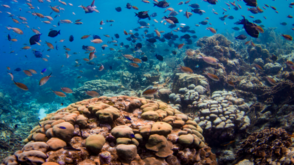 How are fisheries and coral reefs connected?