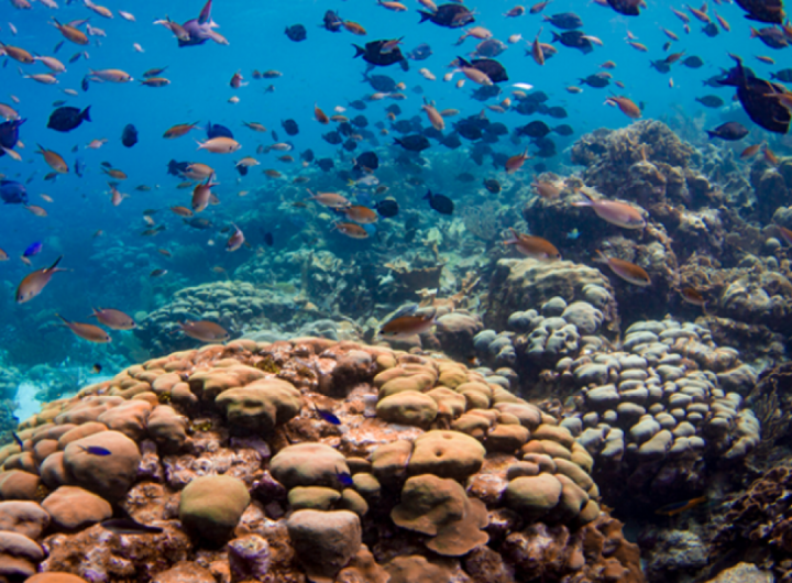 How are fisheries and coral reefs connected?