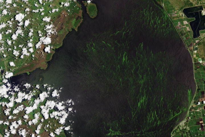 Algae Bloom in Lake Okeechobee