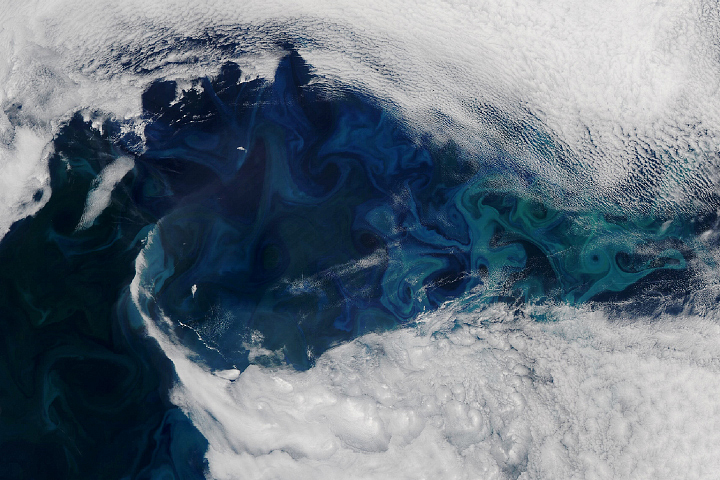 Peek-a-Bloom in the North Atlantic