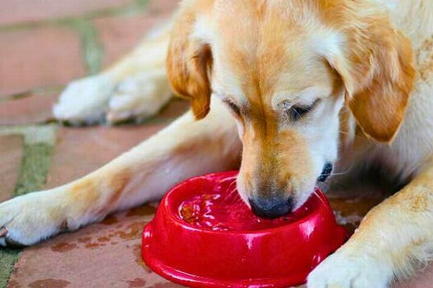 Woman shares ridiculously easy way to keep dogs cool and entertained in hot weather