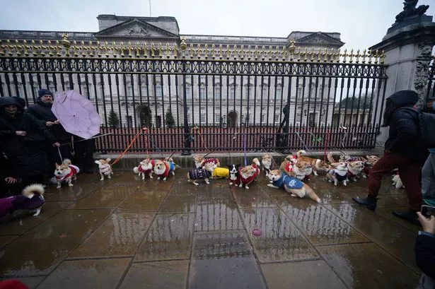 Dozens of corgi dogs brave Storm Darragh for Christmas jumper parade