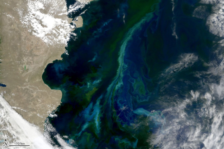 Patagonian Shelf Waters Abloom