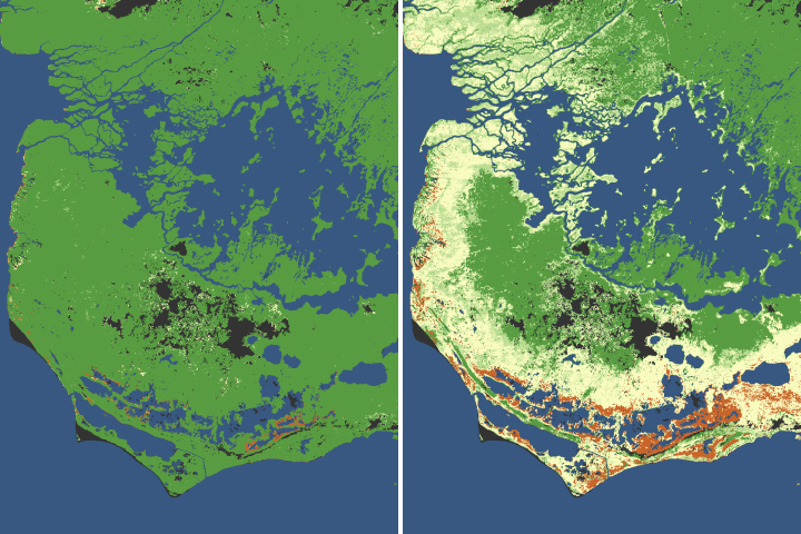 Mangroves Are Losing Their Resilience