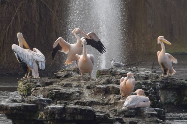 Brilliant London weather photos show city adapting to cold including frozen fountains