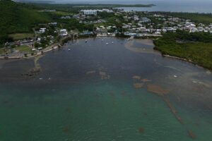 Seaweed overruns some Caribbean beaches as Sargassum hits record levels