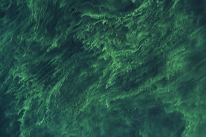 Brilliant Bloom in the Baltic Sea