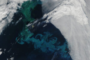 Bloom Time in the Barents Sea