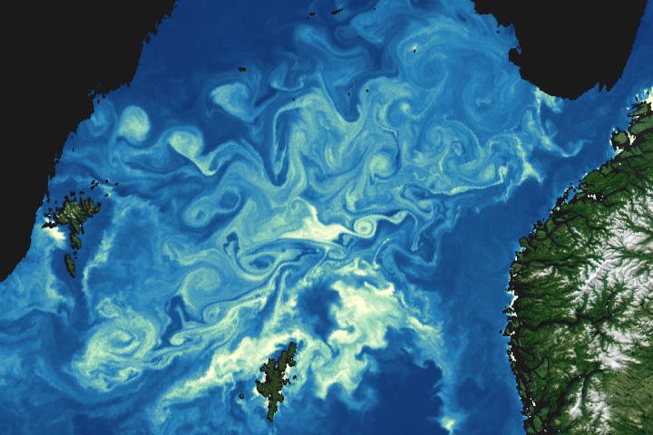 A Sea Aswirl With Chlorophyll