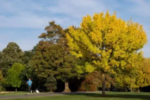 Met Office predicts London’s sunniest day this week amid spell of grey skies