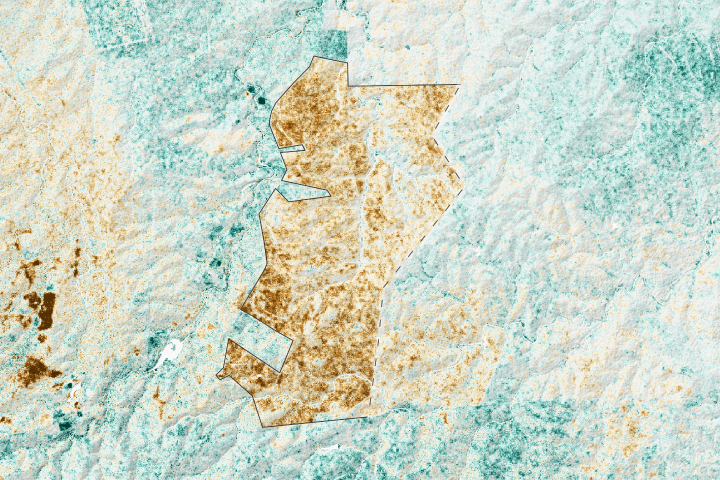 Rewilding South Africa's Greater Kruger