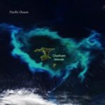 Blooming Seas Around the Chatham Islands