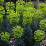 Beautiful photos capture London awakening with the first signs of spring