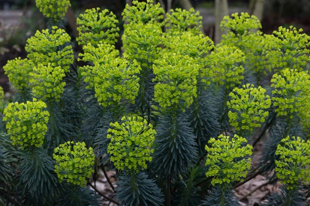 Beautiful photos capture London awakening with the first signs of spring