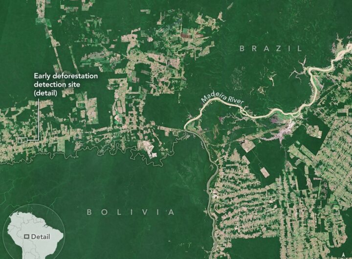 Faster Detection of Forest Loss