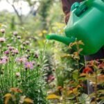 Keep your plants alive during hosepipe ban with 6 tasks recommended by experts