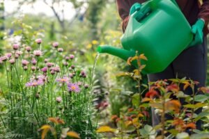 Keep your plants alive during hosepipe ban with 6 tasks recommended by experts